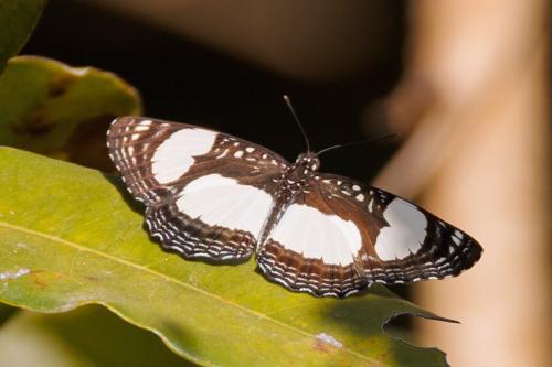 Neptis sp.